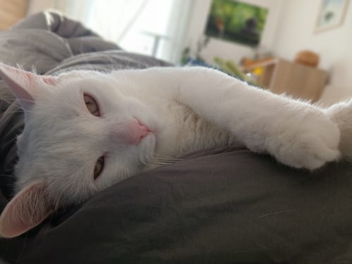 Chat blanc endormi, étalé de tout son long sur une couette Wove gris-vert